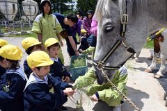 馬の餌やり体験をする園児ら