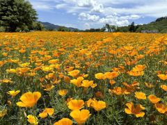 晴れの日だけ満開の花～お江戸日記