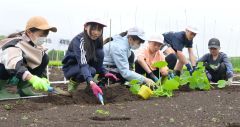 カボチャを育ててゾウの餌に　幕別忠類小児童が苗植え