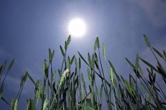 真夏のような日差しの下、熟する小麦（２１日午前９時半ごろ、帯広市川西町で。須貝拓也撮影）