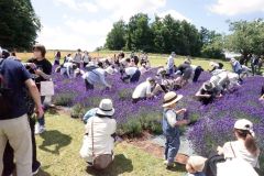 札幌の夏イベント始動　ラベンダー収穫、ビアガーデンも続々