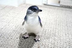 名前は「ラムネ」　ペンギン赤ちゃん愛称決まる　アオアオサッポロ