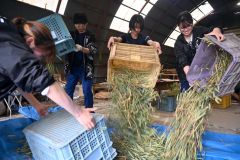 小麦を乾燥させるため広げる作業をする参加者ら