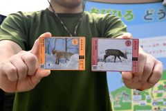 おびひろ動物園で配布するキタキツネとエゾシカのカード