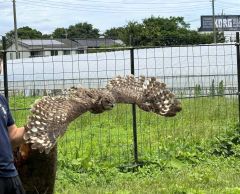 深谷花鳥カフェのフクロウ