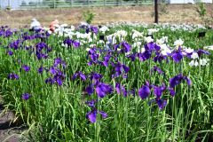 見頃を迎えた芽室公園の花菖蒲園