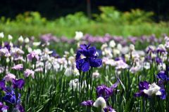 見頃を迎えた芽室公園の花菖蒲園