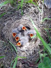 上士幌ほろんの森でふ化したハクセキレイ５羽、無事巣立つ