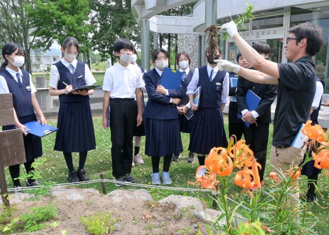 生産農家からユリ根学ぶ　忠類中生徒が授業　ナウマン象記念館