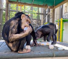 おびひろ動物園のチンパンジーたちに「海の日」冷たい氷のプレゼント