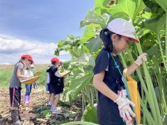 足寄町特産のラワンブキをスケッチする児童たち