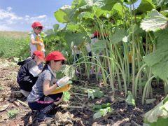 足寄町特産のラワンブキをスケッチする児童たち