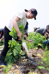 ダイコンの収穫作業を体験する参加者