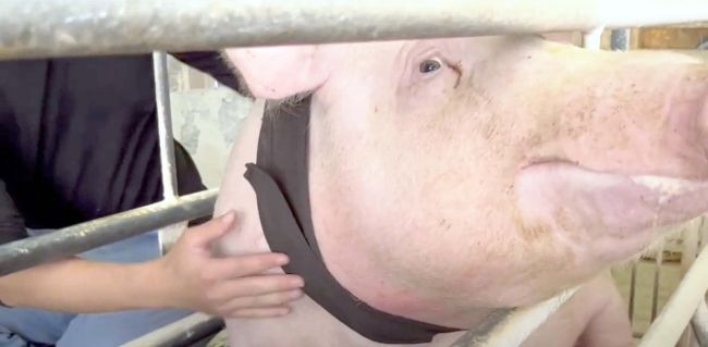 母豚用にネッククーラー　暑さ対策にセイワが提案