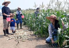 井田代表（右）からトウモロコシのもぎ取り方法を教わる親子ら