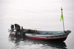 広尾沿岸で夏を告げるコンブ漁解禁 5