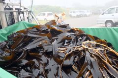 広尾沿岸で夏を告げるコンブ漁解禁 9