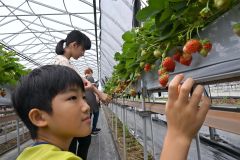 イチゴ狩りを楽しむ緑街町内会の子どもら