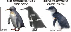 新種の化石ペンギン「パクディプテス」と現生ペンギンの中で最小のフェアリーペンギンを比較した図（足寄動物化石博物館提供）