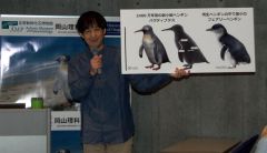 新種の化石ペンギン「パクディプテス」の復元姿とフェアリーペンギンを比較したボードを手に説明する安藤館長