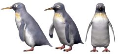 世界最小級の新種の化石ペンギン「パクディプテス」の生態復元図（（Ｃ）新村龍也＆足寄動物化石博物館）