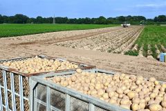 生食用ジャガイモ「とうや」の収穫風景