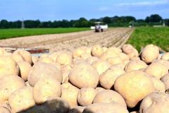 生食用ジャガイモ「とうや」の収穫風景