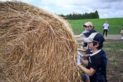 麦稈ロール転がしに挑戦する参加者ら（１０日午前１０時４５分ごろ、道の駅おとふけ北側広場）