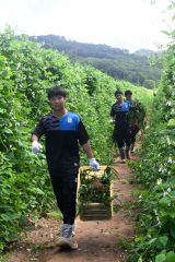 白花豆の畑で草むしりに汗を流す高校生