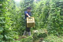 白花豆の畑で草むしりに汗を流す高校生