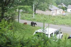 ぬかびら源泉郷の民家車庫内で発見のクマ駆除　発見から半日あまり