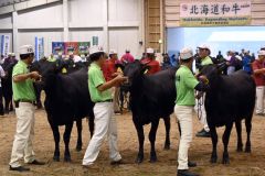 第３３回北海道肉用牛共進会に出場した帯畜大肉牛サークル生産の「もね」（中央）