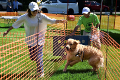 全力疾走で飼い主と並走しタイムを競った中大型犬レース（１日午前１０時半ごろ、須貝拓也撮影）