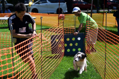 全力疾走で飼い主と並走しタイムを競った中大型犬レース（１日午前１０時半ごろ、須貝拓也撮影）