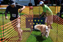 全力疾走で飼い主と並走しタイムを競った中大型犬レース（１日午前１０時半ごろ、須貝拓也撮影）