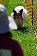 飼い主を目指して駆け寄るタイムを競った小型犬ドッグレース（１日午前９時５０分ごろ、須貝拓也撮影）