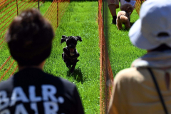 飼い主を目指して駆け寄るタイムを競った小型犬ドッグレース（１日午前９時５０分ごろ、須貝拓也撮影）