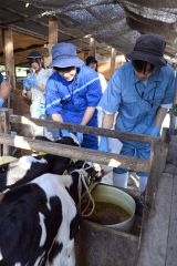 子牛に授乳するツアー参加者（８月２４日）