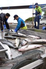 大樹漁港で初水揚げされた秋サケ（２日正午ごろ、須貝拓也撮影）