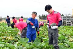 収穫作業を実際に体験し、生産現場の動きを学んだ北海道丸和ロジスティクスの社員