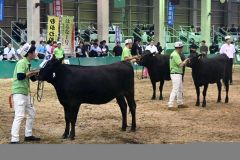 月齢に応じた発育や身躯のバランスなどでも高レベルの牛が集まった