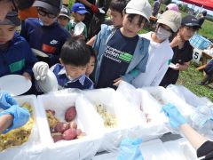 白いトウモロコシまるかじり　うらもんＧＯ！盛況　浦幌 3