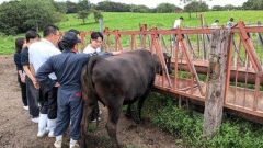 早大生、十勝和牛ブランド化に新提案　商学部学生が実地研修 8