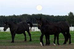 草をはむ馬たちを照らす中秋の名月（１７日午後５時半ごろ、帯広市のばんえい牧場十勝で）