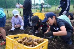 「大きくてびっくり」　広尾小児童がジャガイモ収穫を体験 3