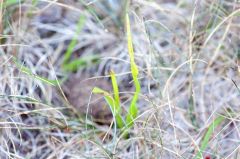 生育の回復が確認されたハマハナヤスリ