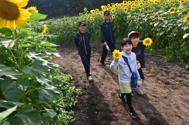 更別農業高に今年もひまわり迷路　１０月６日まで一般公開