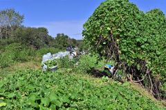 土手の法面や木々を覆い尽くすアレチウリ