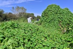 特定外来種アレチウリ　帯広の森周辺の道有地に分布域拡大　鈍い道の対応