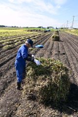 手亡のニオ積み作業を進める河野さん